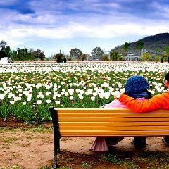 tulipgarden